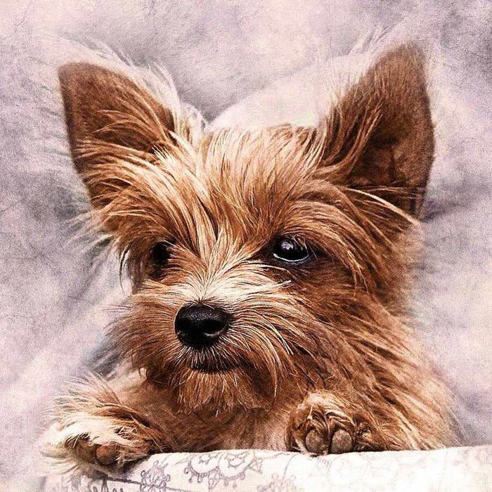 Fluffy Friend WD2307 - Wizardi