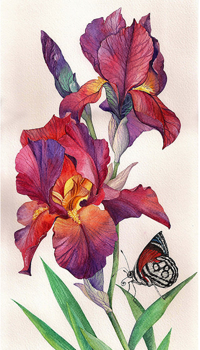 Irises CS2577