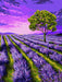 Painting by Numbers kit Crafting Spark Lavender Dawn S002 19.69 x 15.75 in - Wizardi